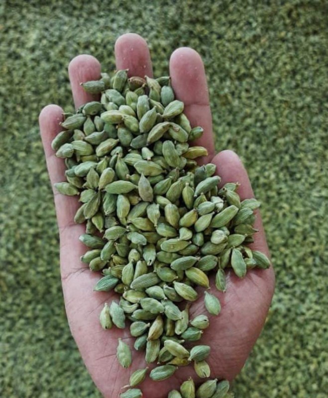 GREEN CARDAMOM from India